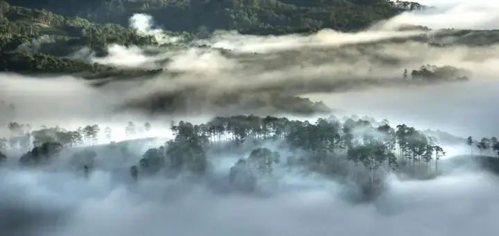 Natura, clima e stabilità globale nella conf. promossa da Forestali e Carabinieri con la Fao