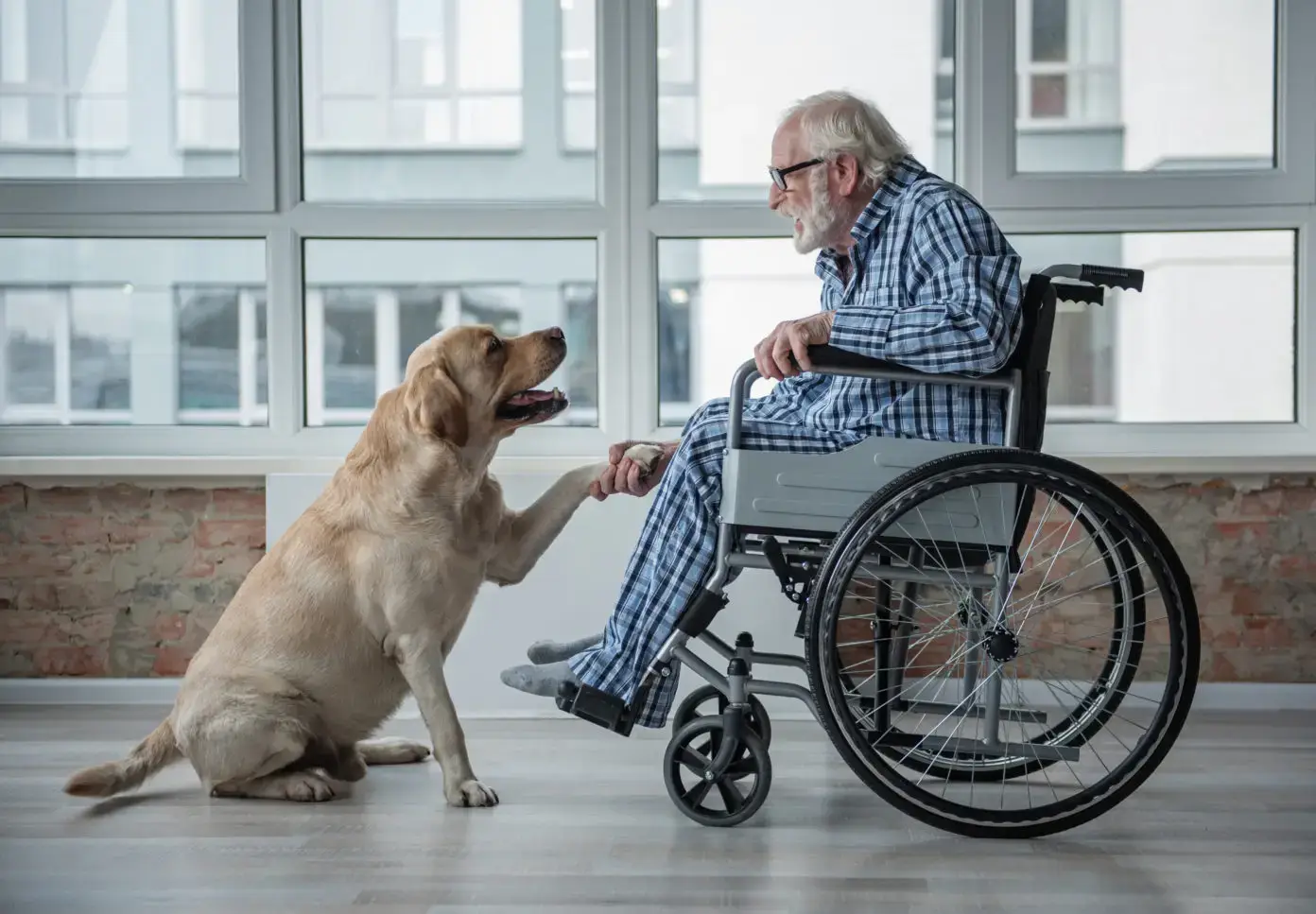 San Giovanni Battista, la Celli annuncia: nuovi spazi per terapia assistita con animali