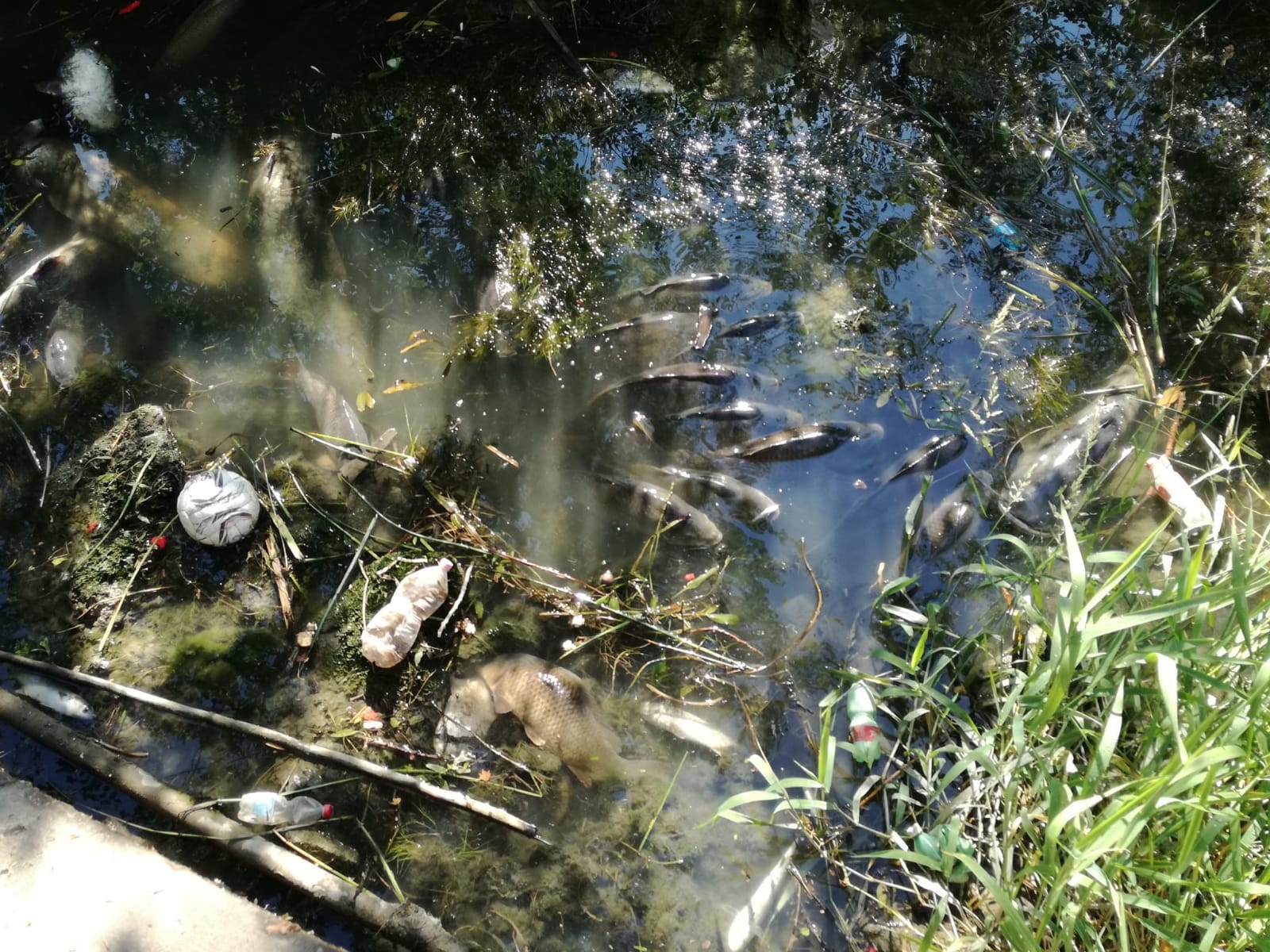 Tevere, moria di pesci nel centro di Roma: test per chiarire le cause