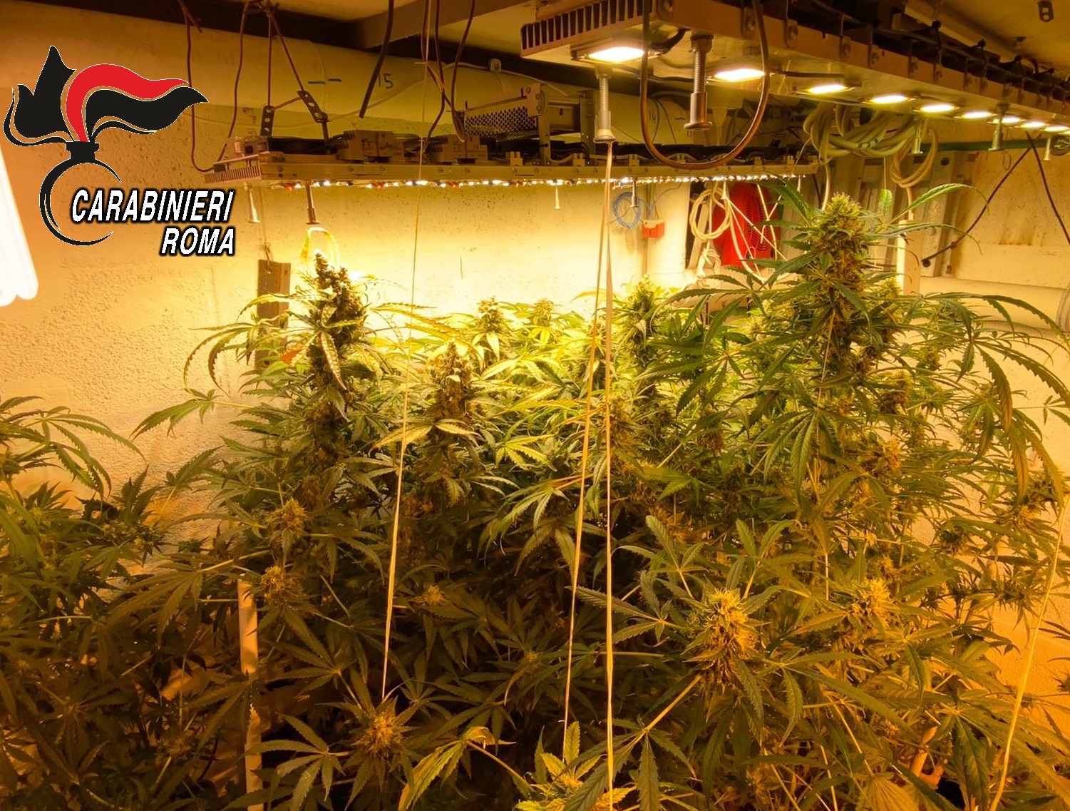 Acilia, serra di marijuana in garage: arrestato elettricista pusher