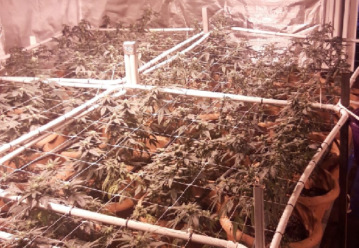 Roma, serra di marijuana a casa: arrestato titolare negozio canapa “light”