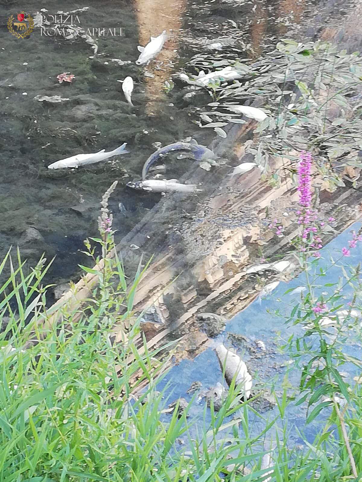Roma, nuova moria di pesci nel Tevere: sopralluogo Arpa e Asl
