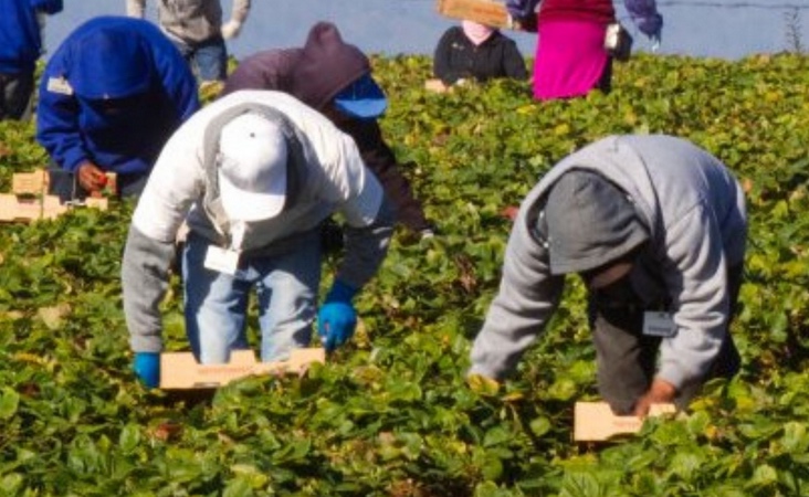 Incidenti sul lavoro, bracciante cade e muore in una serra a San Felice Circeo