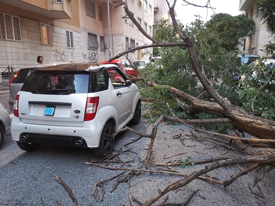 Maltempo, crolla albero su auto a Roma. Il papà: "oggi potevo essere al funerale di mia figlia"