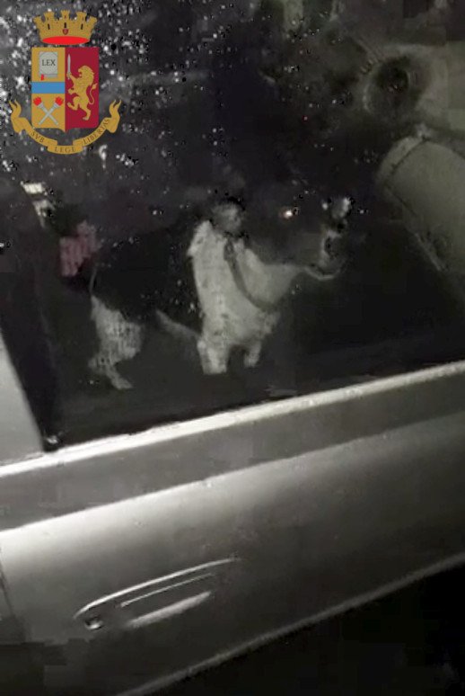 Roma, lascia per ore il cane chiuso in auto di notte: proprietaria denunciata