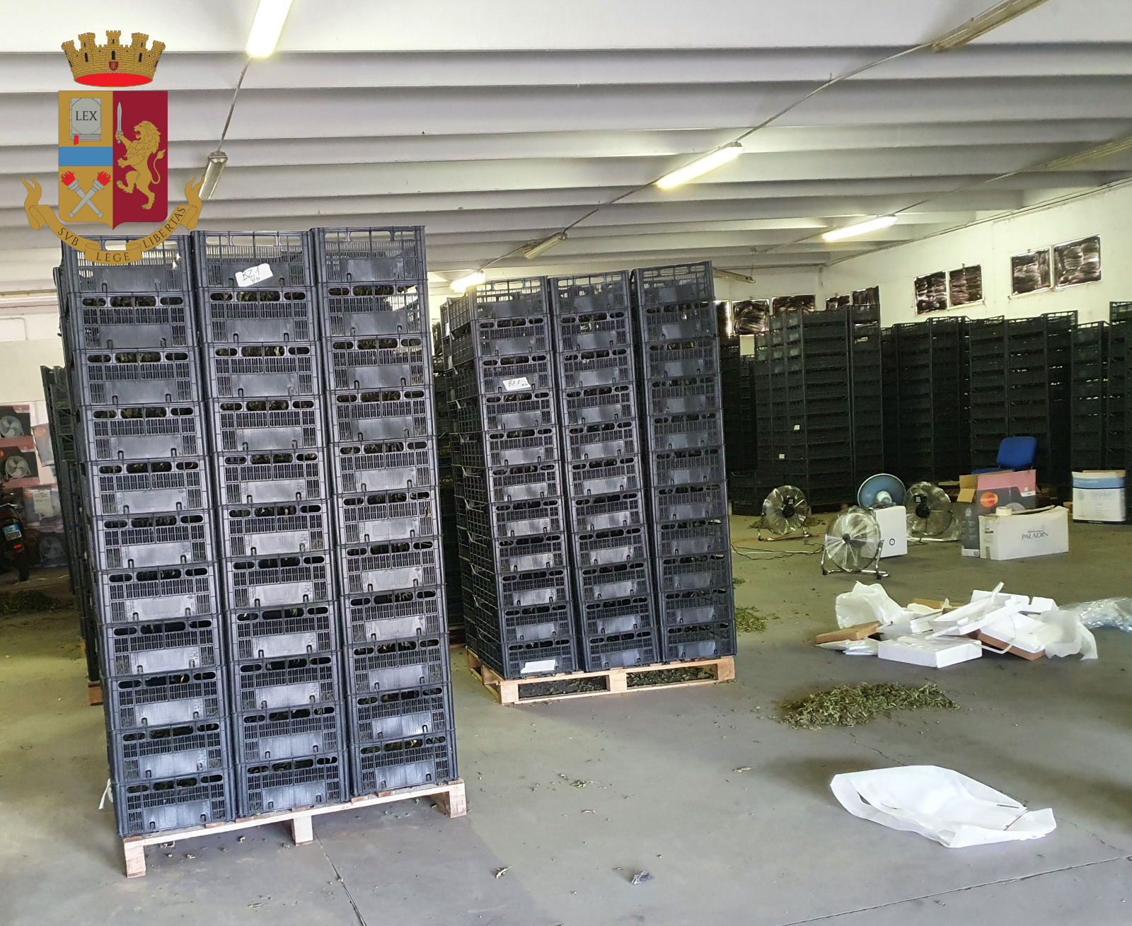 Fiumicino, 13 Kg marijuana scoperti in capannone di "erba light": indagati titolari azienda agricola