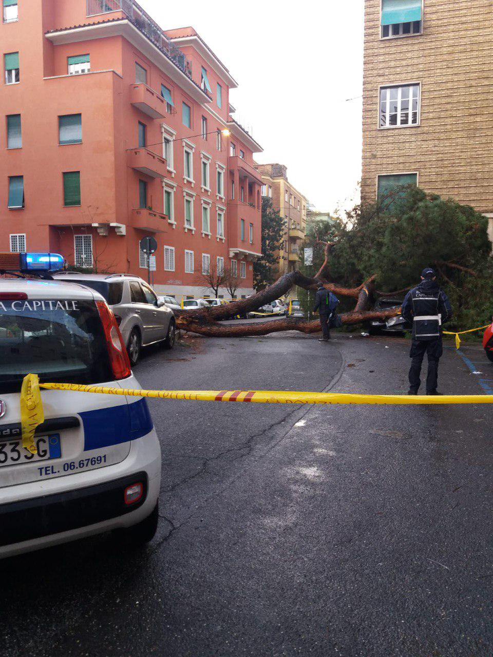 Roma, pino 20 metri crolla su auto: nessun ferito