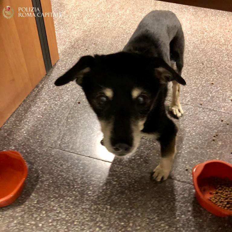 Roma, vagava tra le auto sulla Prenestina: salvato Teo cagnolino cieco che cercava di tornare a casa