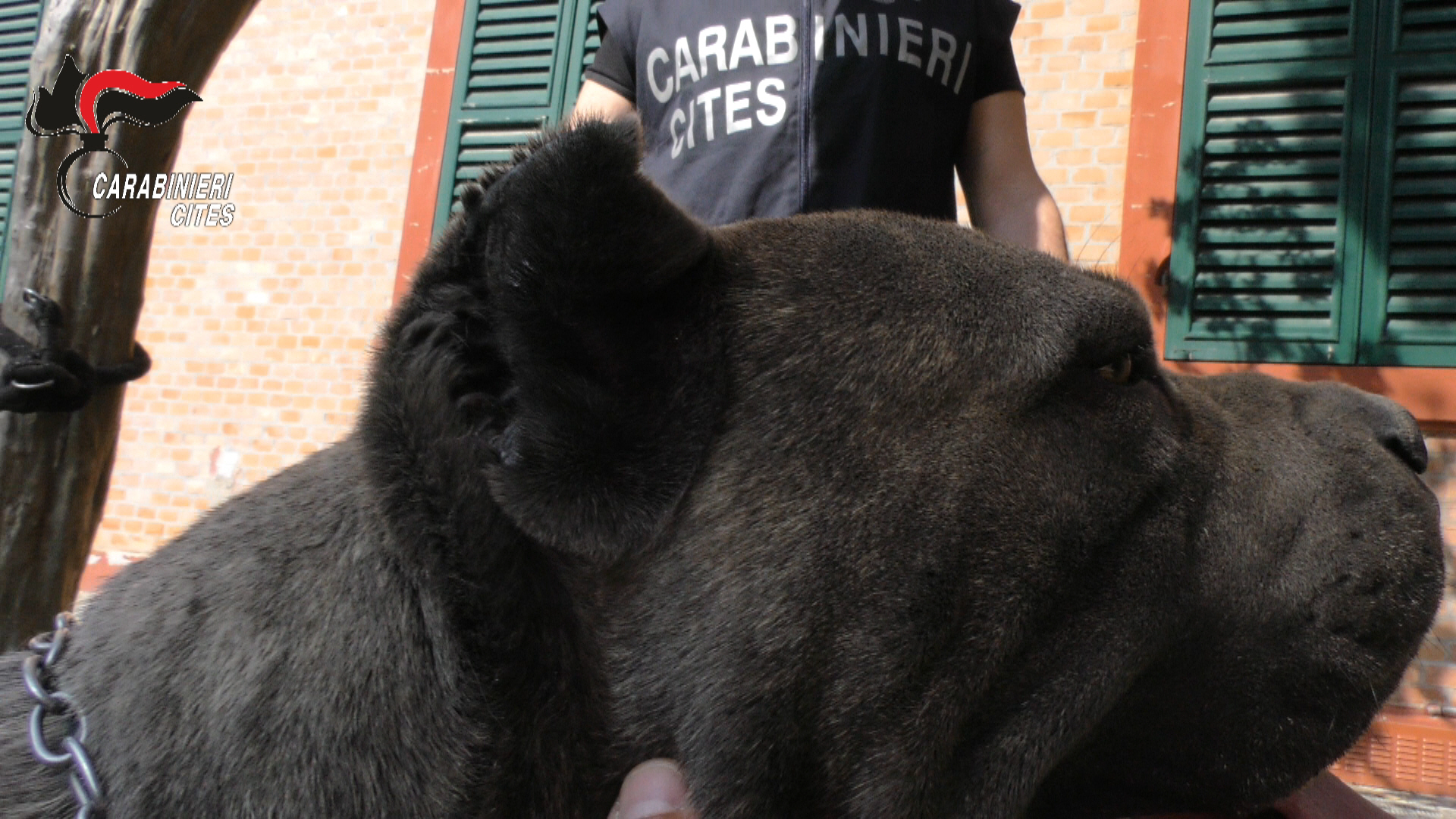 Animali, amputazioni e traffico di cuccioli di razza: 40 denunciati tra allevatori e veterinari