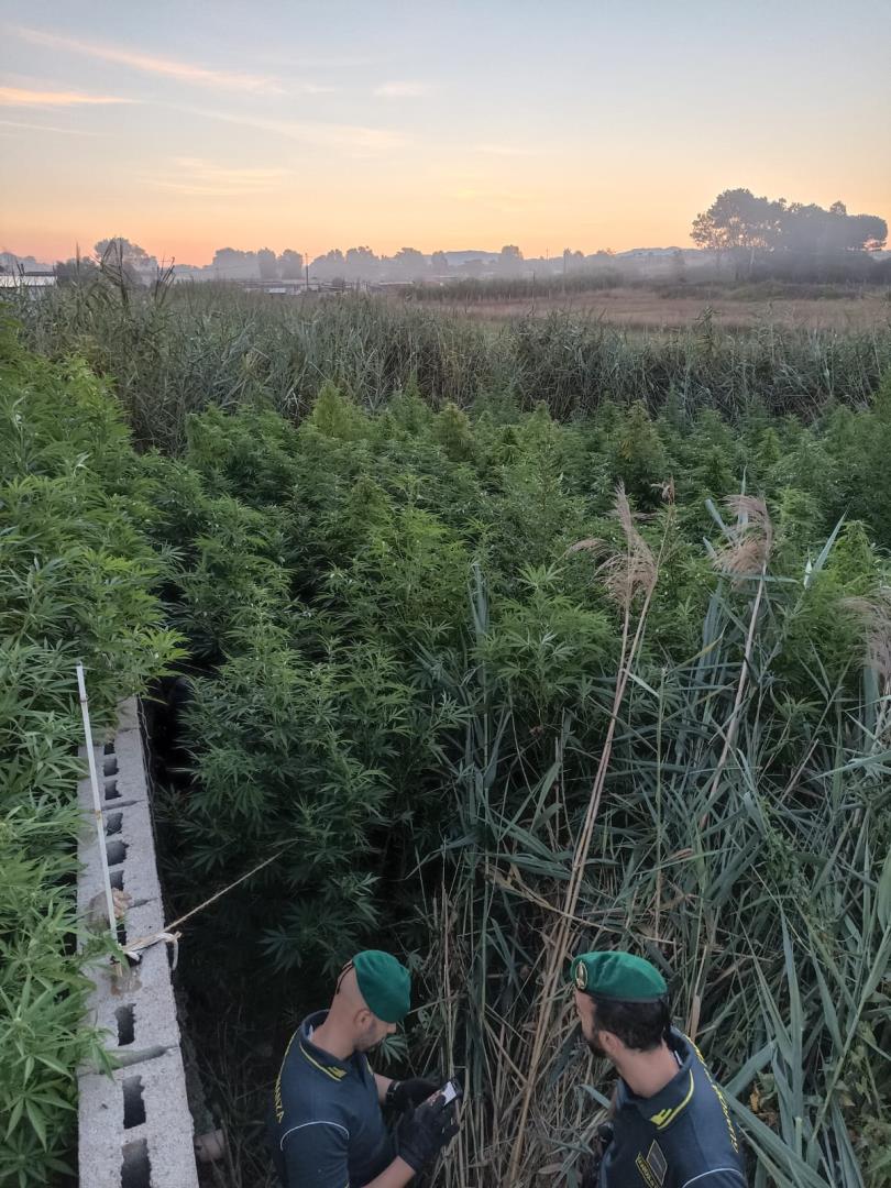 Roma, piantagione di marijuana nella campagna di Ardea: sequestrati 360 kg di droga