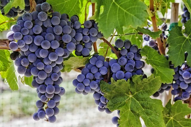 Latina, vendemmia 2021: cala la produzione ma uva di maggiore qualità