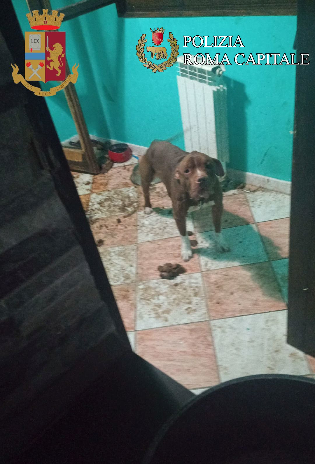 Roma, pitbull trovato legato al termosifone tra i suoi escrementi: denunciato 31enne