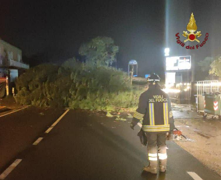 Palestrina, pino marittimo crolla nella notte sulla Casilina: rimosso