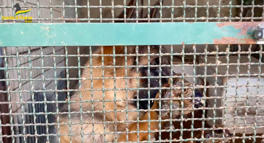 Roma, funzionario Asl "chiude un occhio" su allevamento abusivo di cani: tre arresti per corruzione