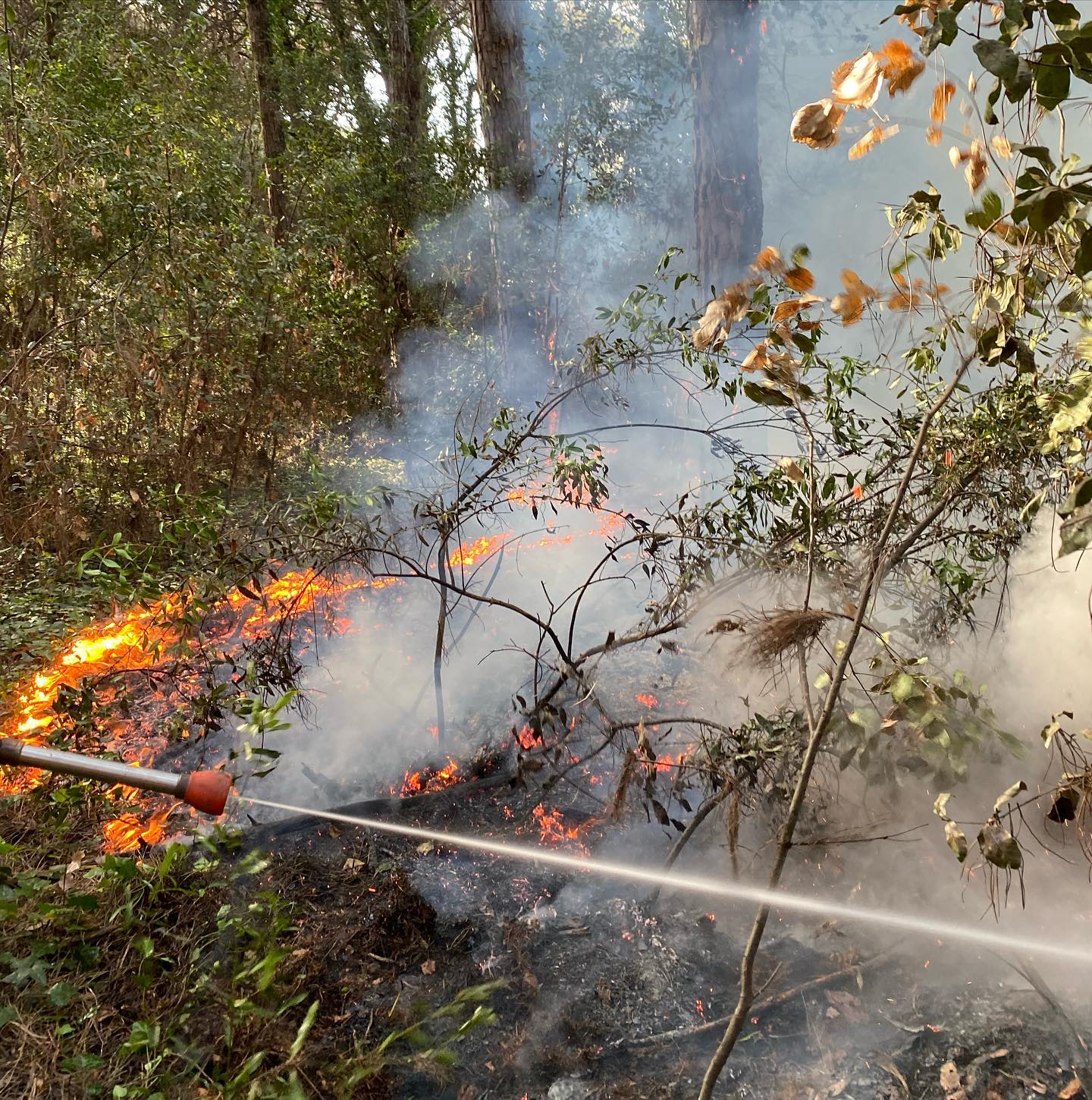Ostia, ancora fiamme nella pineta di Castel Fusano: due incendi in 24 ore