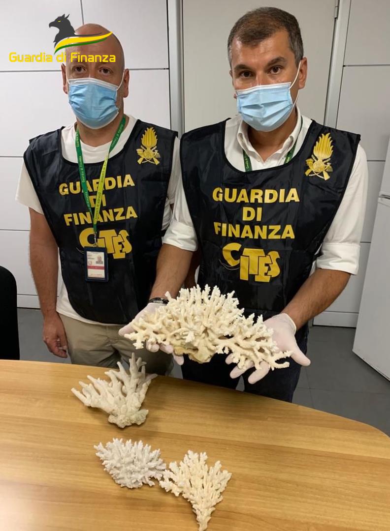Roma, traffico di coralli e pesci tropicali in via di estinzione: maxi-sequestro all'aeroporto di Fiumicino