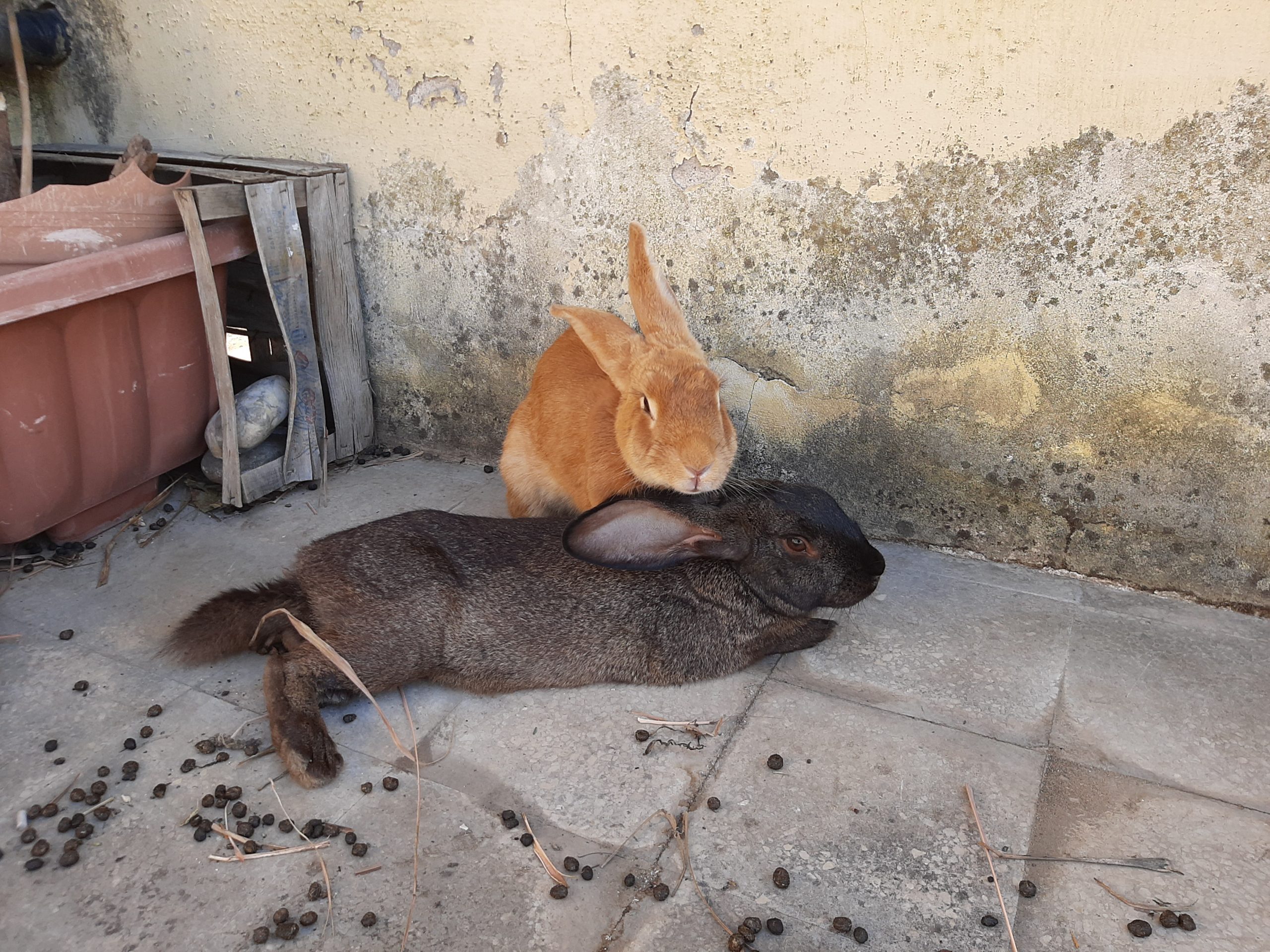 Roma, conigli incatenati sotto il sole e abbandonati sul terrazzo condominiale