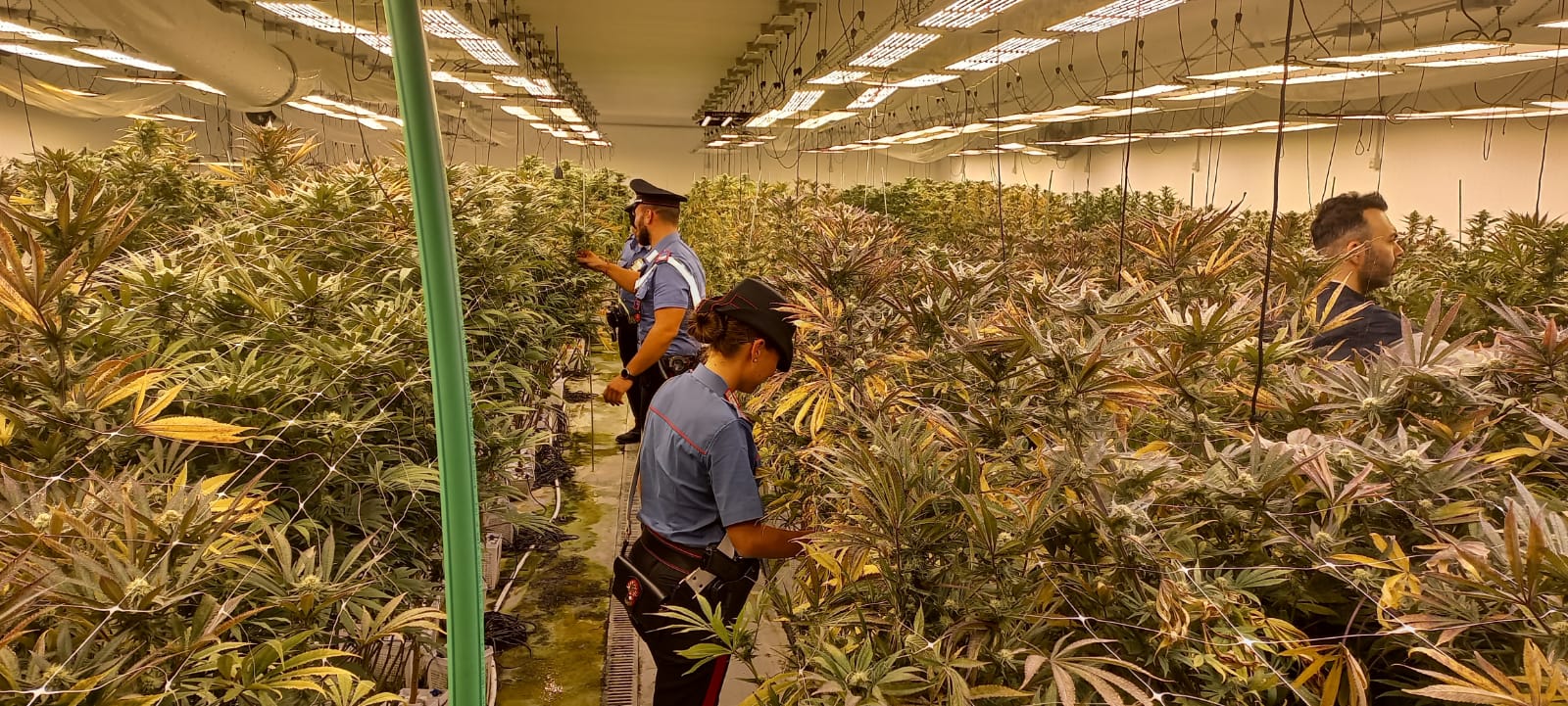 Pomezia, scoperte due maxi piantagioni di cannabis: sequestrate migliaia di piante. 11 arresti
