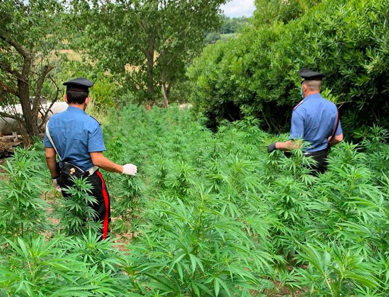 Roma, coltiva cannabis nel giardino di casa: 24enne arrestato ad Anguillara Sabazia