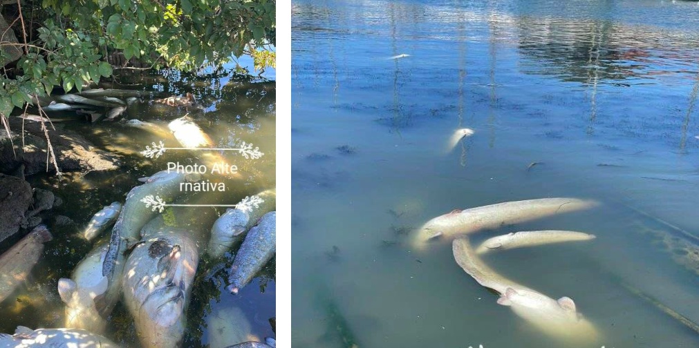 Fiumicino, Alternativa: "Canale del Tevere invaso da pesci morti"