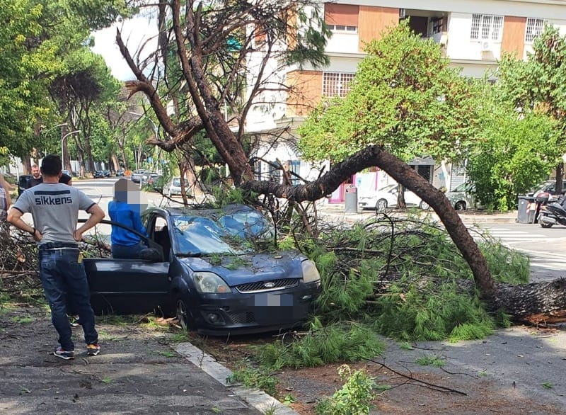 Roma, grosso ramo cade su auto in sosta: tragedia sfiorata all'Eur