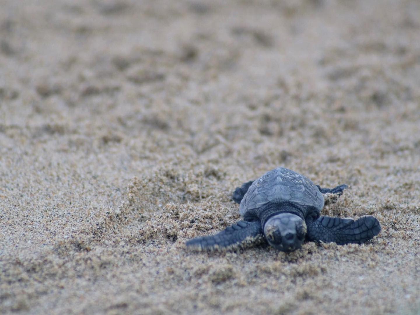 Latina, 21 tartarughine nate nella notte sulla spiaggia di Capratica