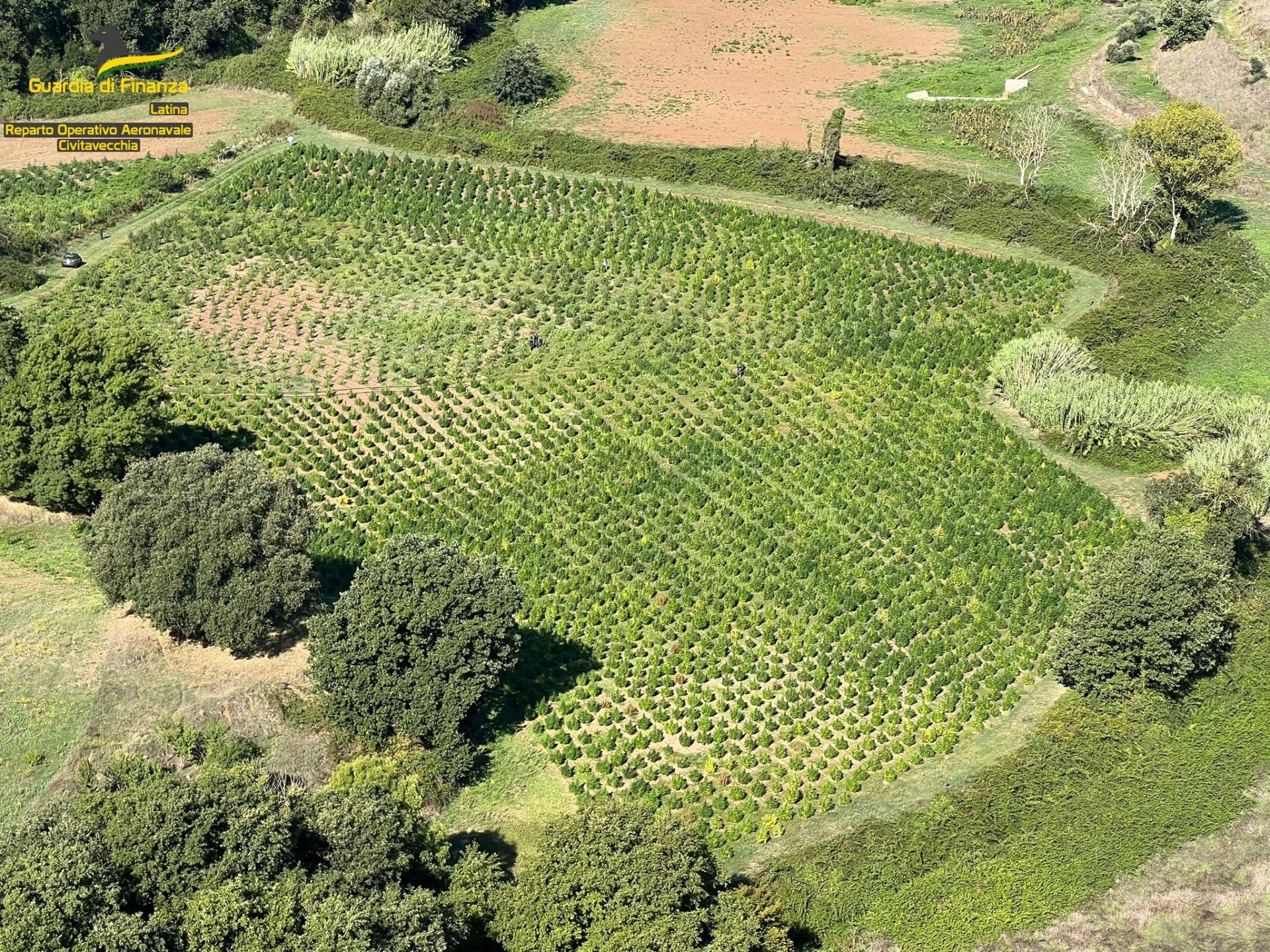 Maxi piantagione di cannabis scoperta ad Aprilia: avrebbe fruttato 10 milioni euro