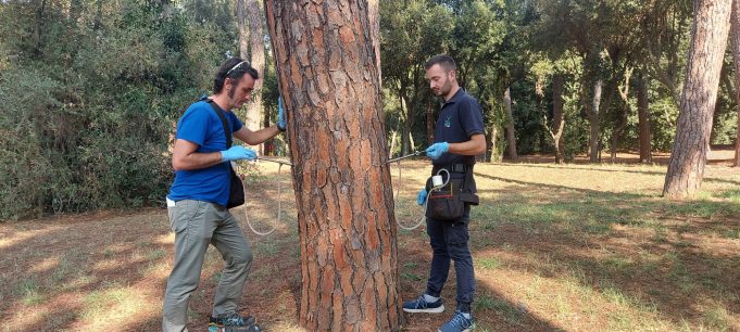 Emergenza pini, la cocciniglia ha attaccato 50mila pini. A rischio crollo