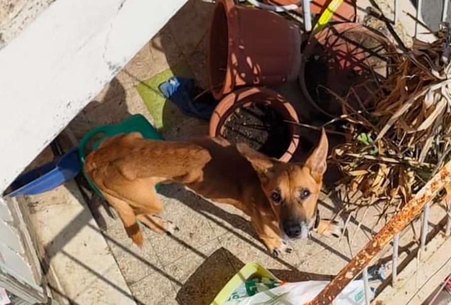 Roma, cane abbandonato sul balcone per giorni: salvo grazie ai bocconcini lanciati dai vicini