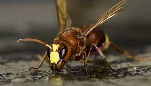 vespa germanica