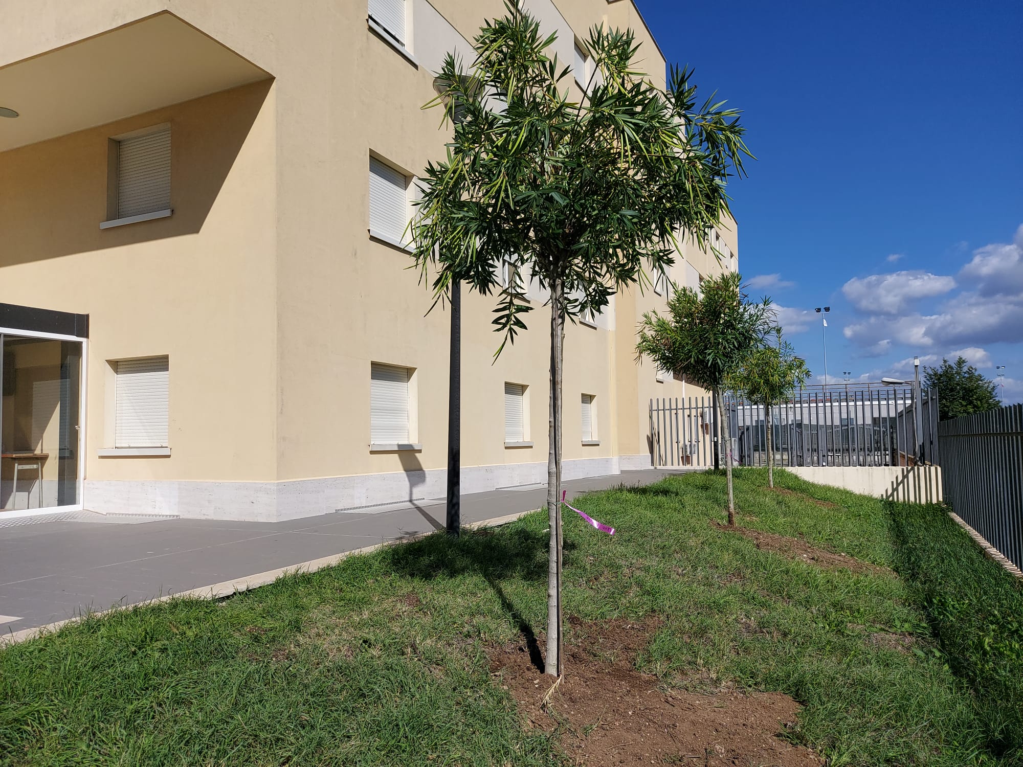 Ardea, il Municipio si rifà il look con nuove piantumazioni e arredi