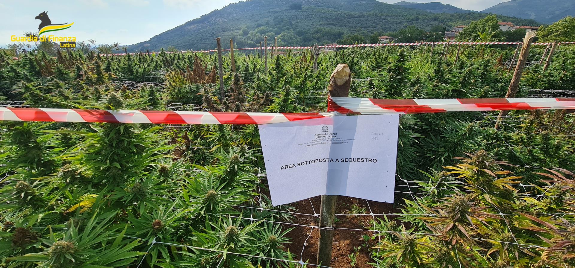 Latina, sequestrata piantagione di canapa: avrebbe fruttato marijuana per oltre 1 milione di euro