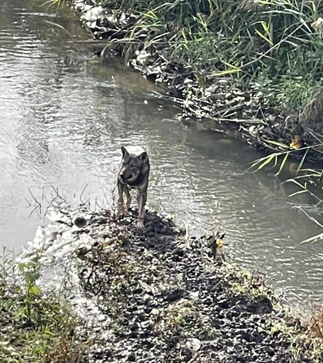 Roma nord, avvistato un lupo nella marana di Prima Porta