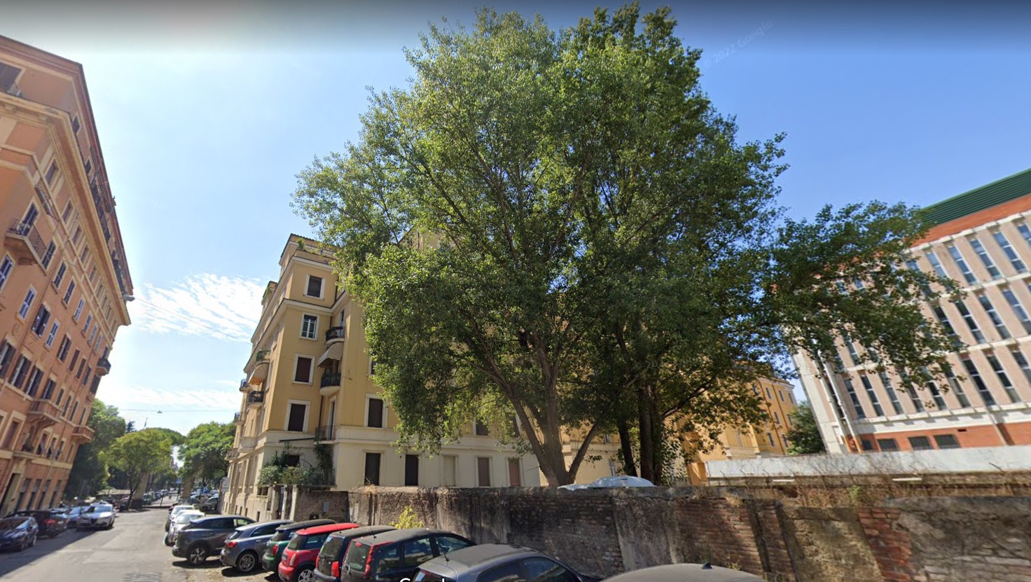 Flaminio, due pioppi minacciati dalla costruzione di un palazzo