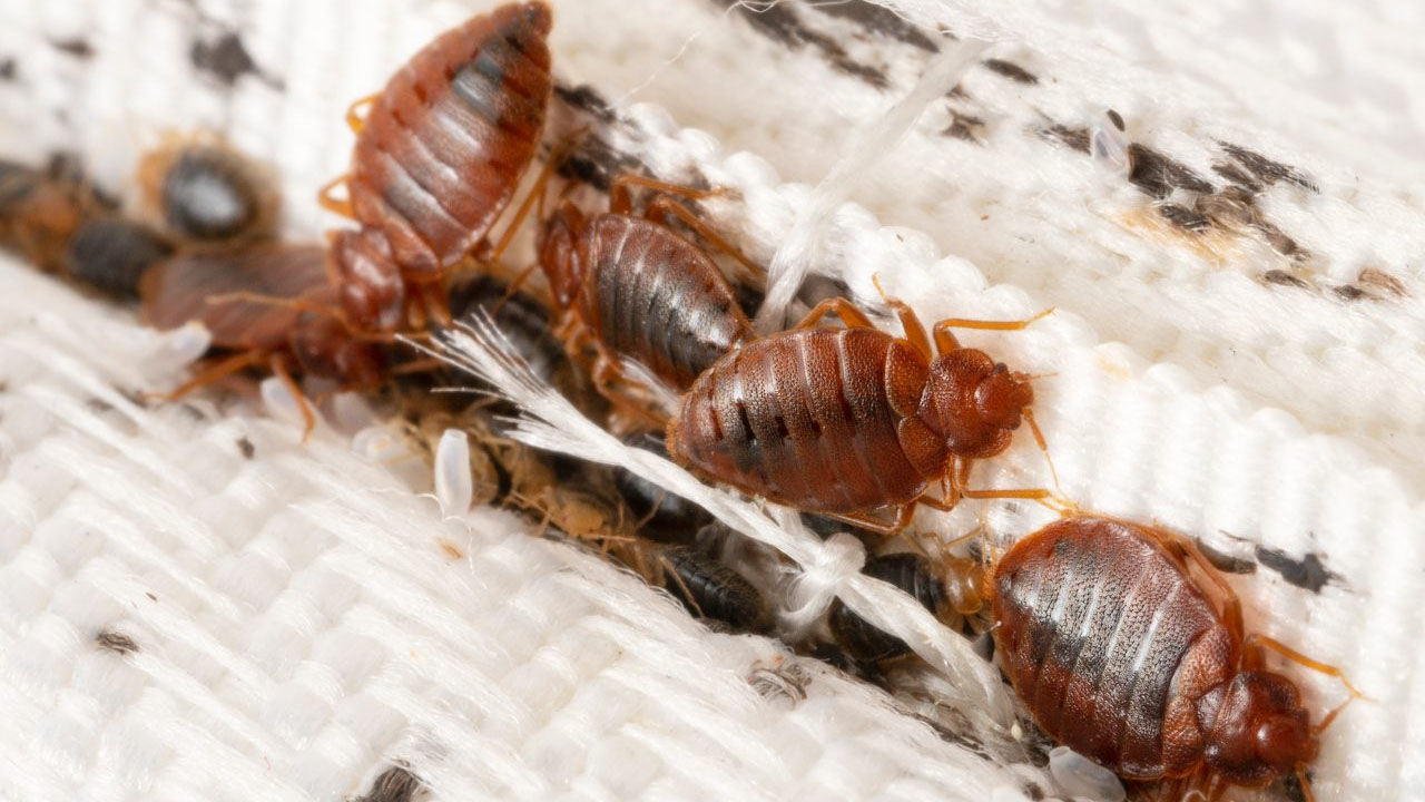 cimice letti
