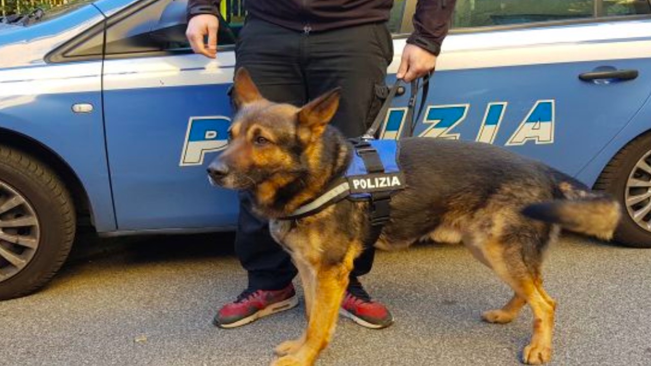 cane polizia