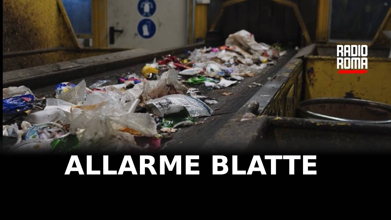 Blatte, a Roma è ancora allarme