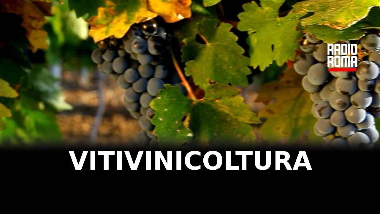 Vitivinicoltura, accordo tra Roma Capitale e Iter Vitis