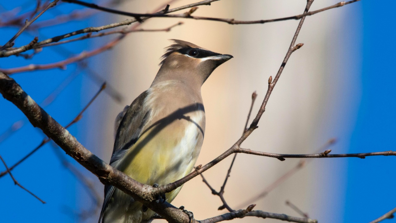 Lipu, due giornate dedicate al birdwatching: ecco dove nel Lazio