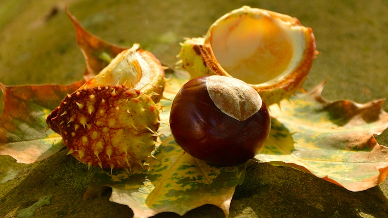 Roma, novembre di sagre tra castagne olio e vino: ecco dove