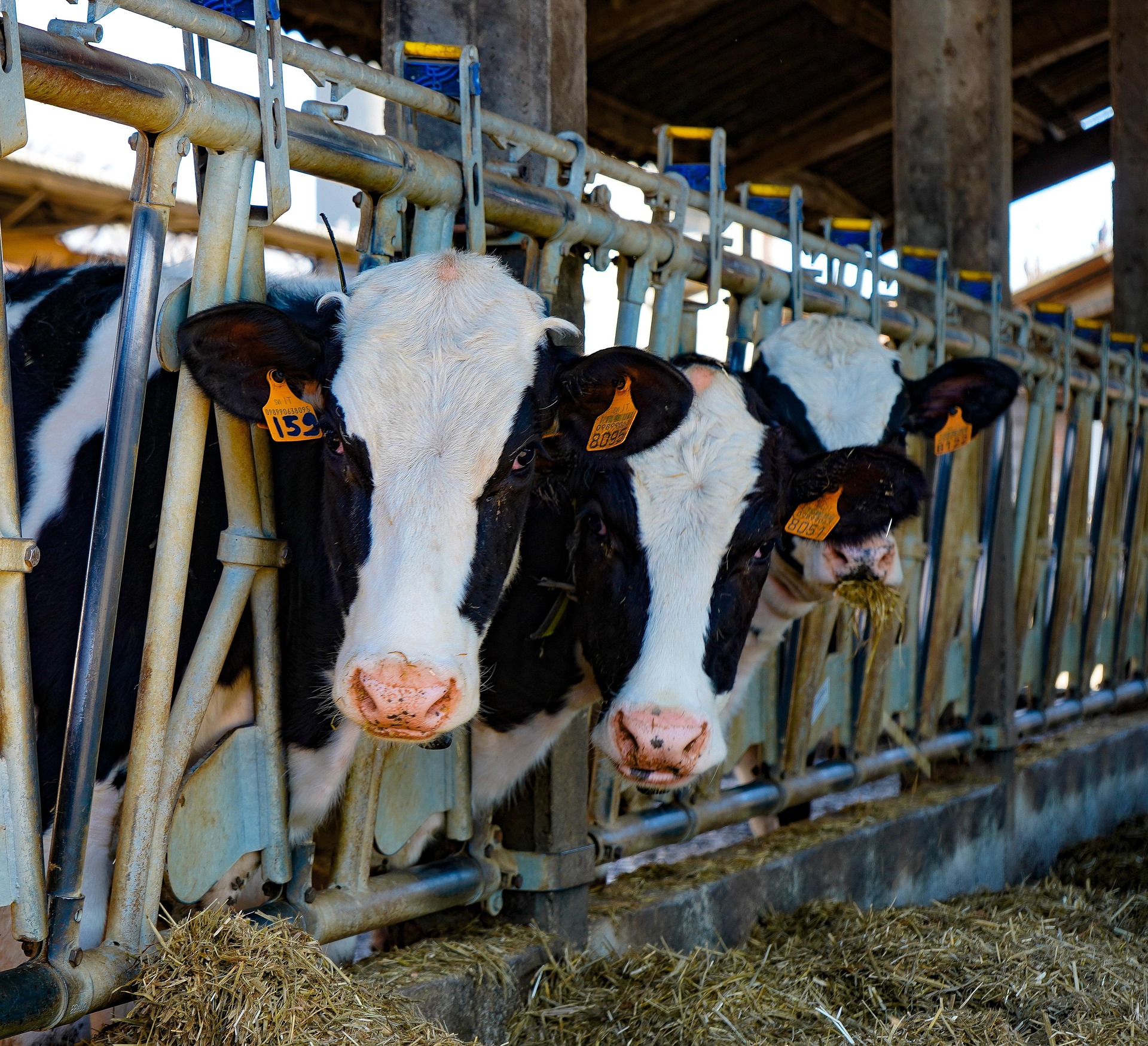 Il vaccino Boaver viene addizionato al cibo dei bovini