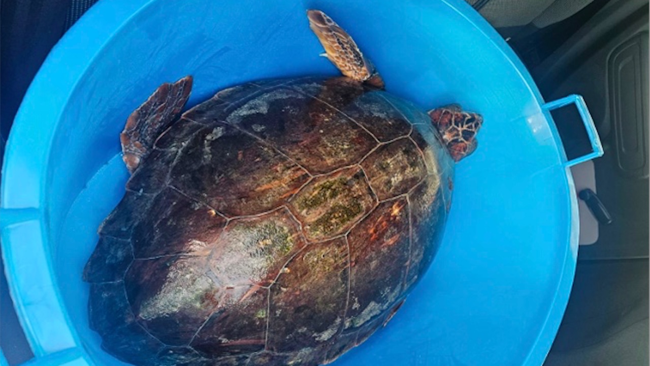Fiumicino, tartaruga marina resta impigliata nella rete da pesca