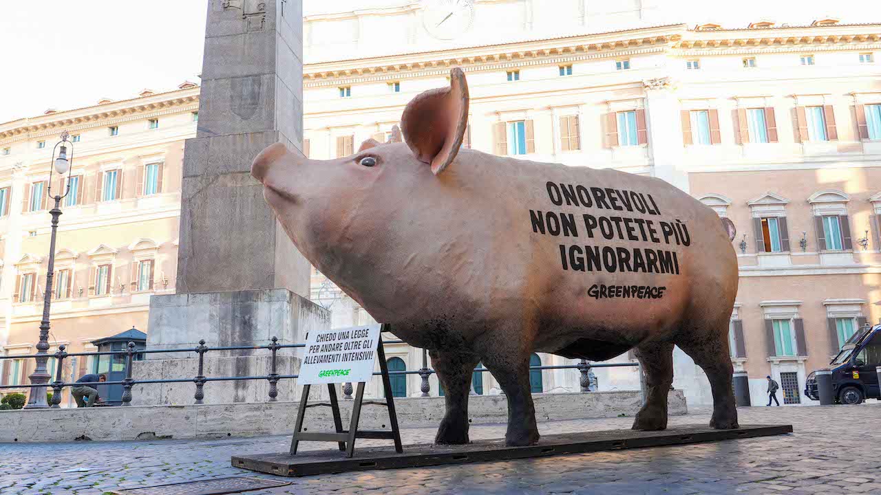 Maxi maiale davanti a Montecitorio, protesta di Greenpeace contro allevamenti intensivi
