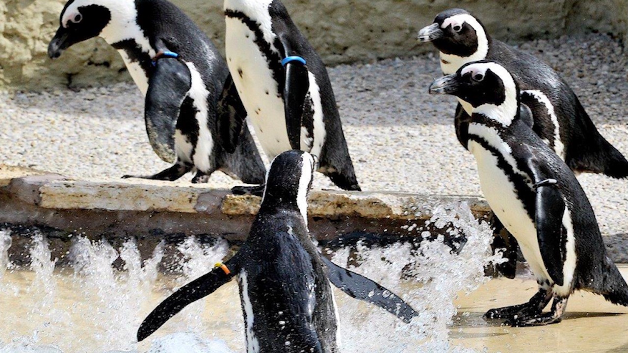 Bioparco di Roma, ingresso ridotto per chi si maschera da pinguino il 24 aprile