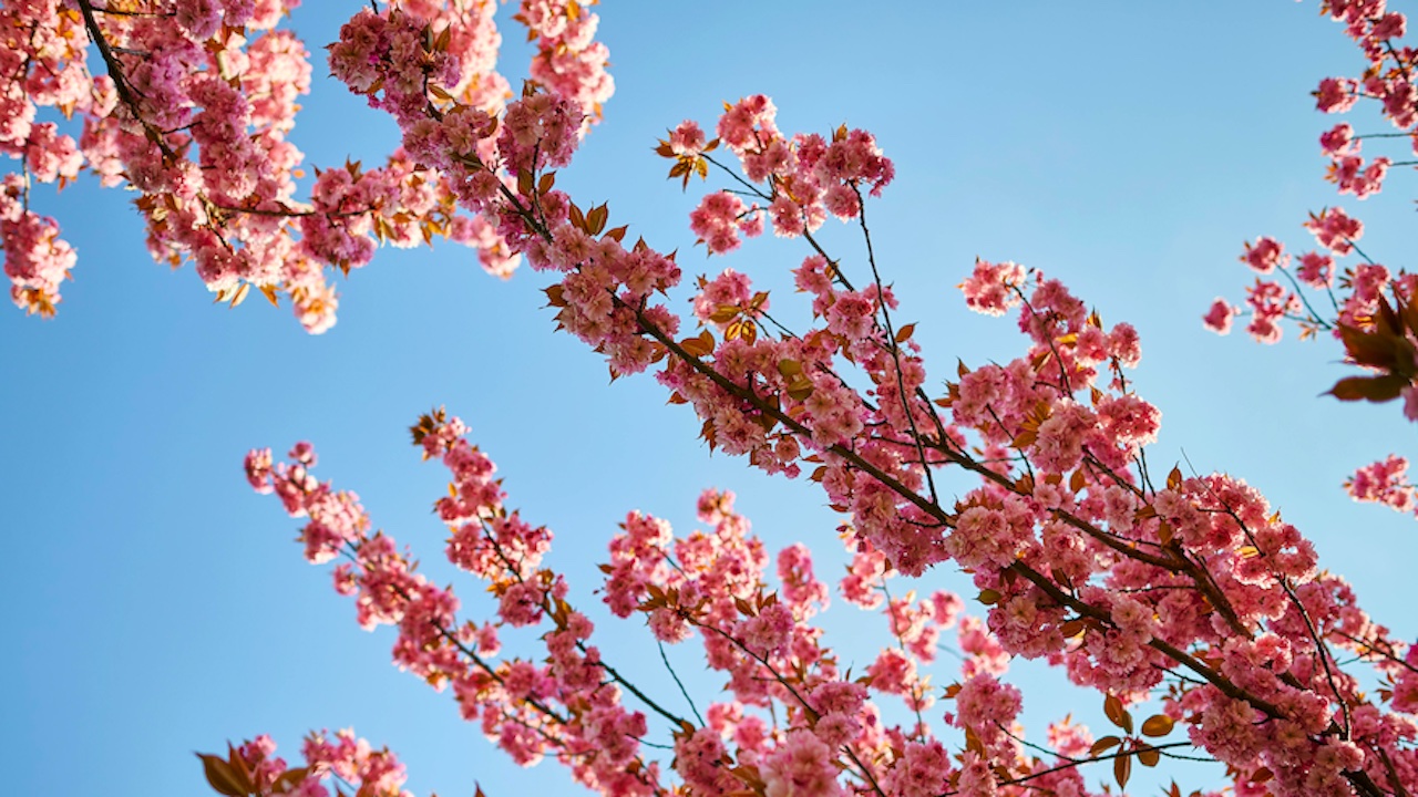La flora urbana di Roma ora si può esplorare grazie a un app e a un sito