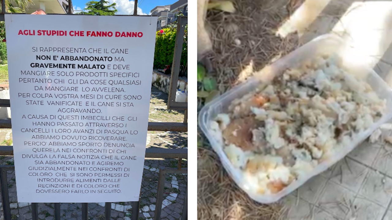 Nettuno, il 'pappone' dei vicini avvelena cane. La denuncia del padrone: "Deve mangiare solo prodotti specifici"