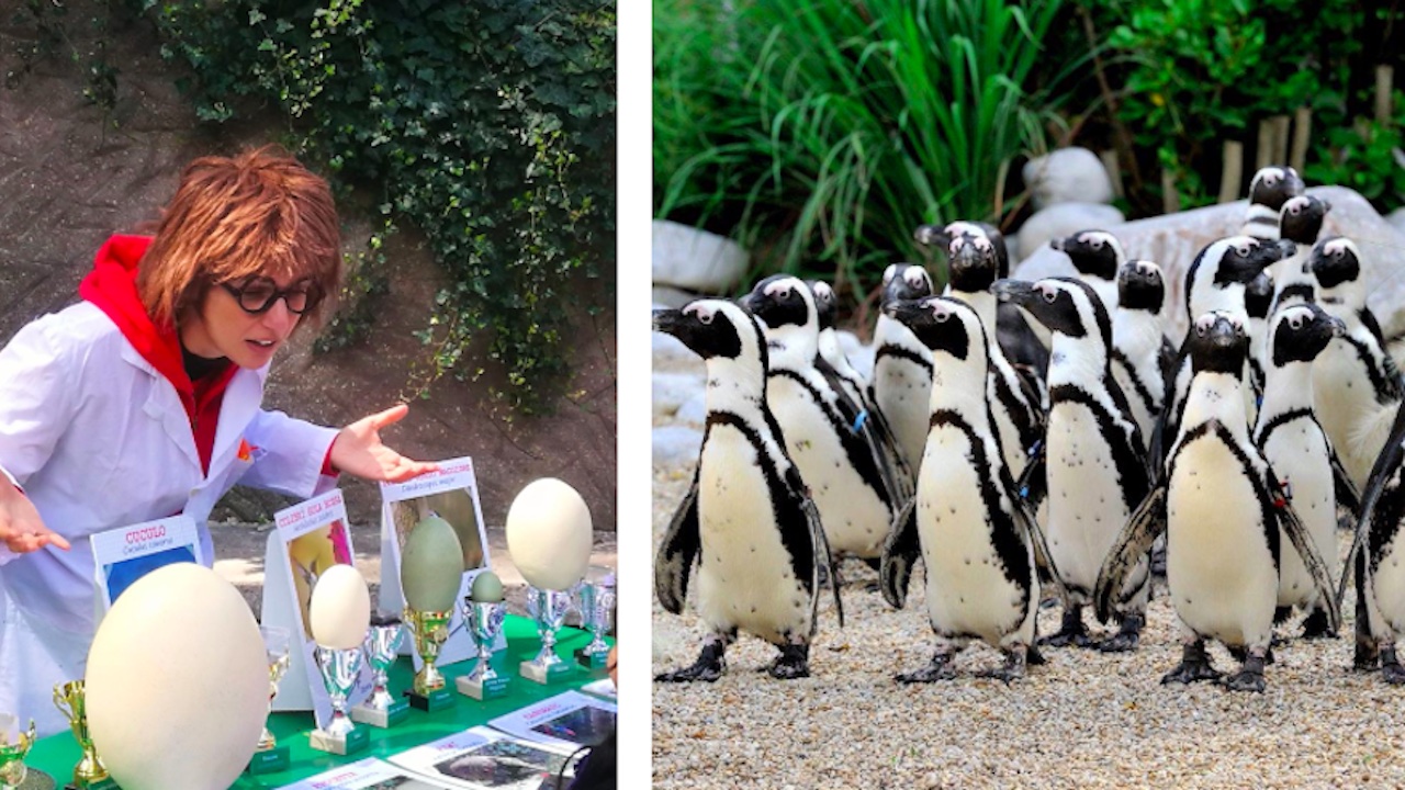 Pasqua 2025, al Bioparco di Roma attività tematiche e caccia alle uova