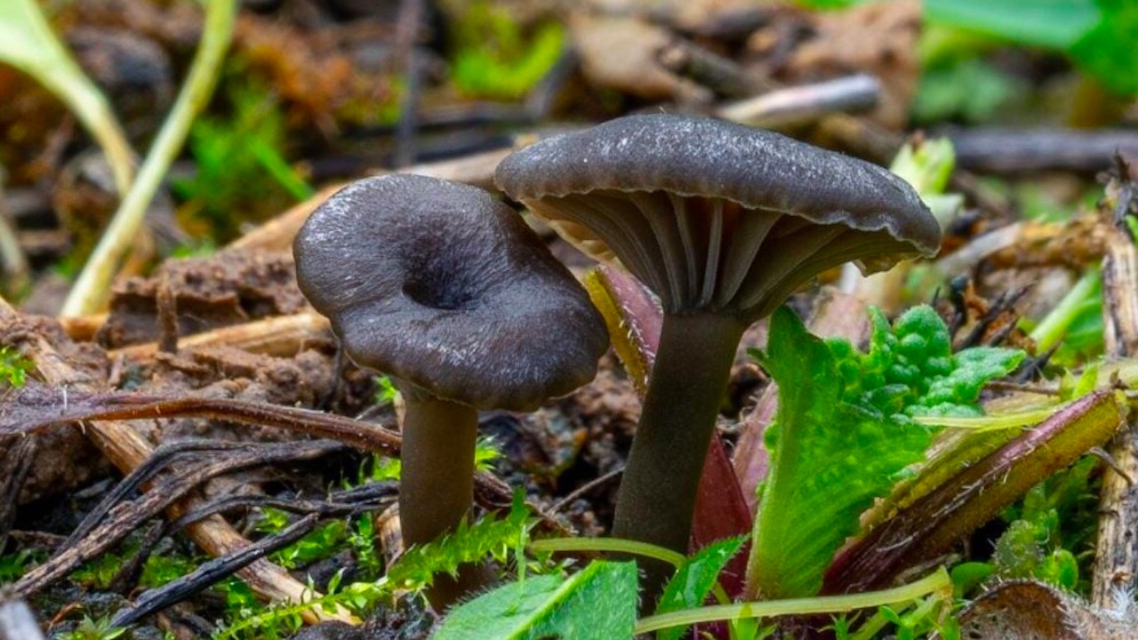 Nuovo fungo scoperto nel Pontino: specie mai descritta prima che profuma di geranio