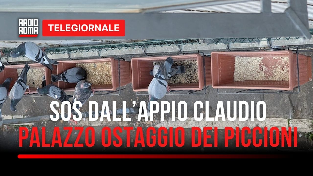 Condominio in balia della signora dei piccioni all'Appio Claudio: "Serve intervento deciso" (VIDEO)