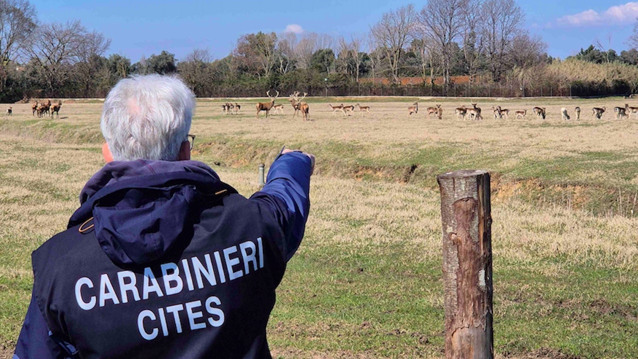 Latina, collezionava daini e cervi senza autorizzazione: denunciato titolare azienda agricola